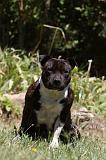 STAFFIE 423